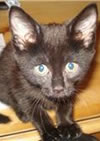 Marmite the Cat | Kitten Image